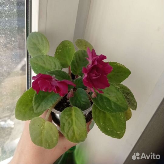 Домашнее растение Фиалка цветущая 