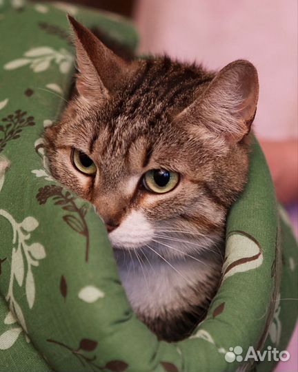 Кошечка Бусинка в добрые руки