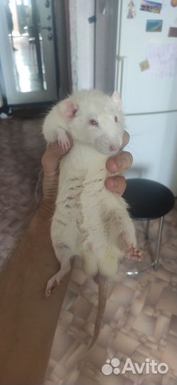 Крыса дамбо