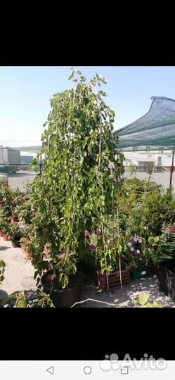 Шелковница на штамбе плакучая