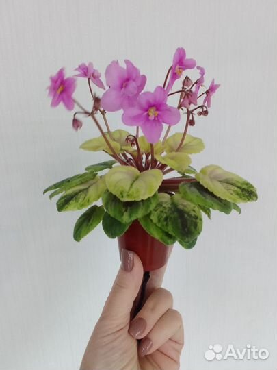 Детки сортовых мини и полумини фиалок