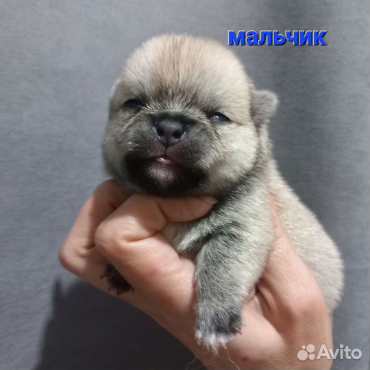 Щенки помчи