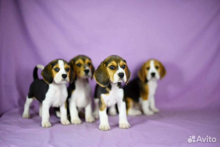 Щенки бигль