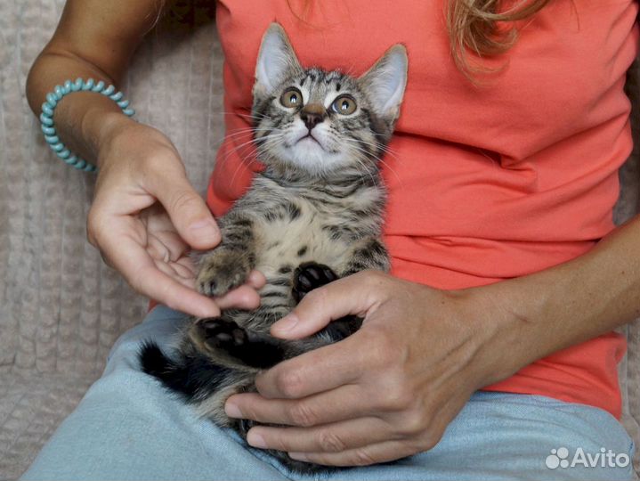 Полосатый котенок в добрые руки