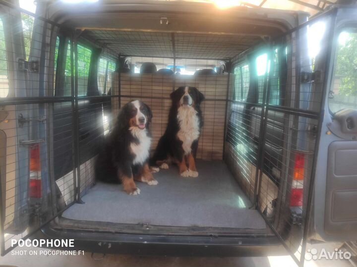 Зоотакси, перевозка собак крупных пород