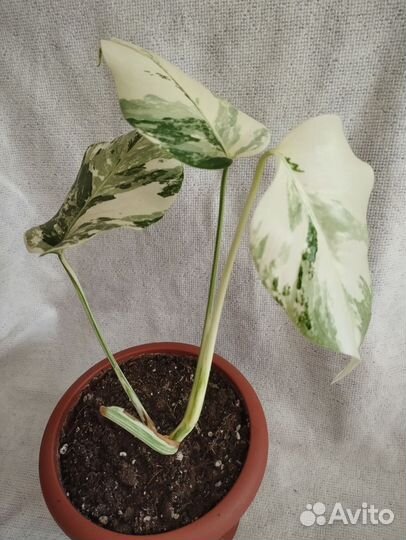 Монстера, Филодендрон