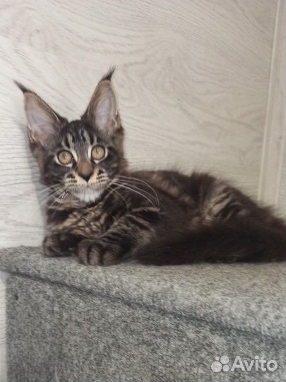 Котенок мейн-кун