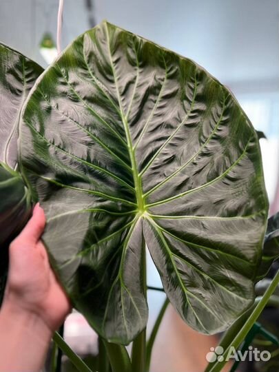 Клубни Алоказии Регал Шилдс