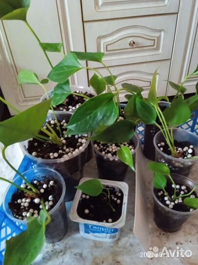 Комнатные цветы антуриум