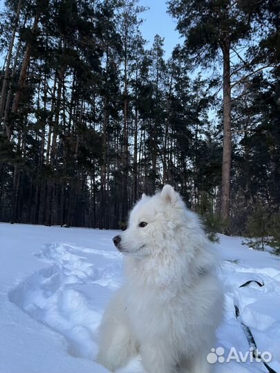 Собака самоед, вязка