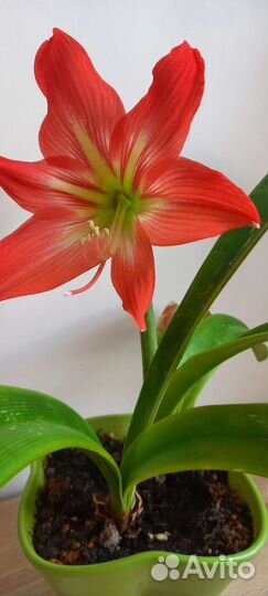 Гиппеаструм