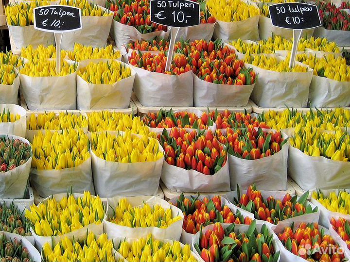 Экскурсия — Амстердам — Амстердам сквозь века