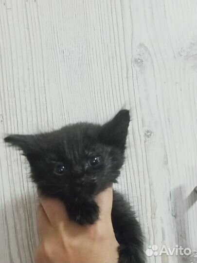 Котенок Тим в поисках Мамы и Папы