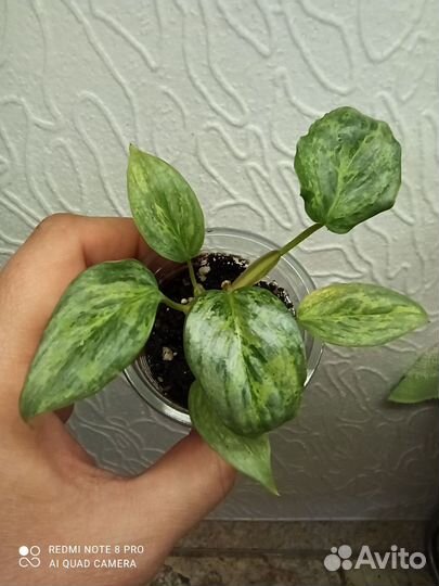 Филодендрон Содирой вариегатный