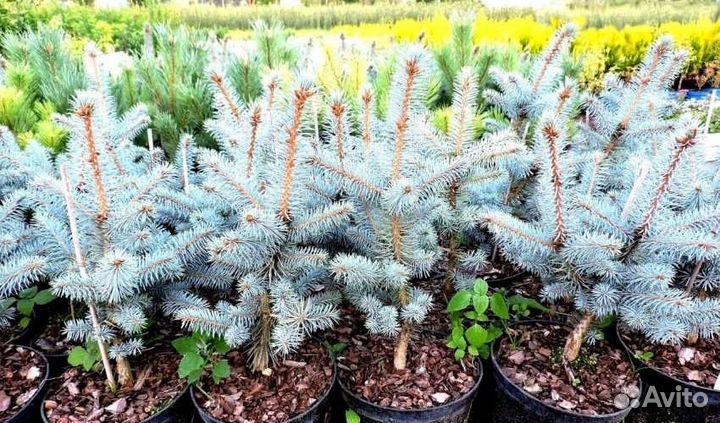 Саженцы кедров, сосны, ели, туи, можжевельники