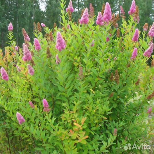 Спирея дугласа