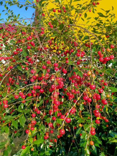 Дача 20 м² на участке 7,1 сот.