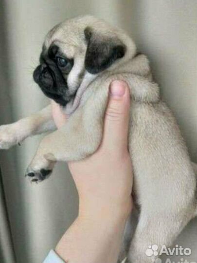 Мопс