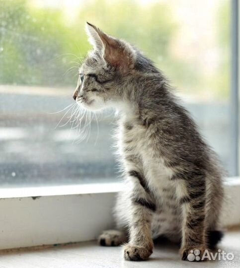 Котёнок 1.5 месяца