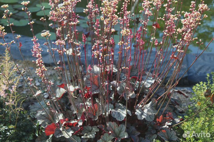 Садовые растения