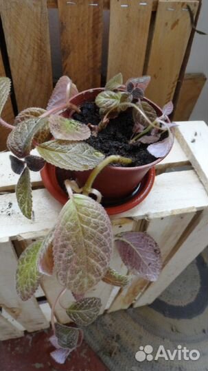 Комнатные растения