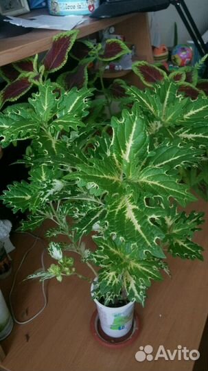 Цветы для дома и дачи