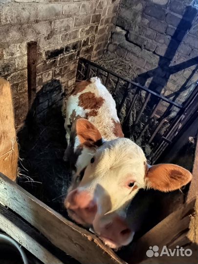 Продам бычка