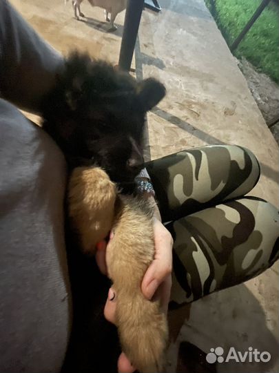 Щеночек немецкой овчарки