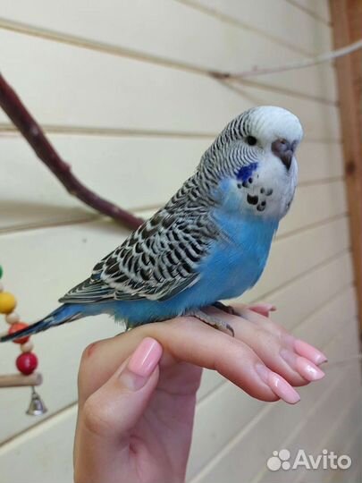 Выставочный волнистый попугай, ввп чех птенцы