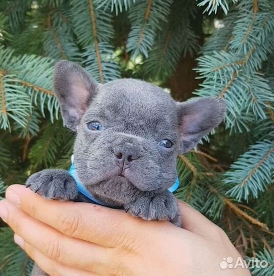 Лиловый французский бульдог девочка