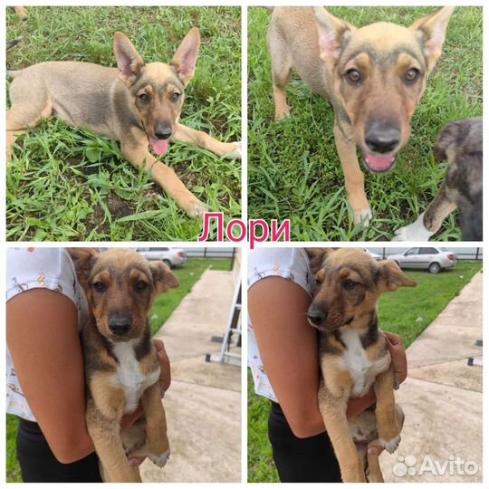 Собака в добрые руки отдам бесплатно