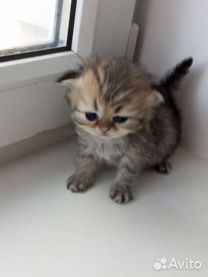 Персидские котята