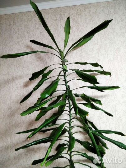 Пальма драцена