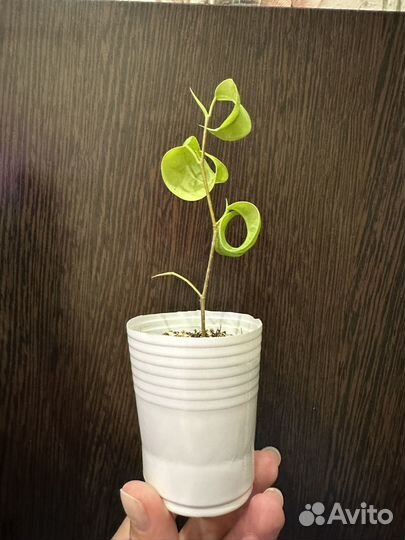 Фикус Букле