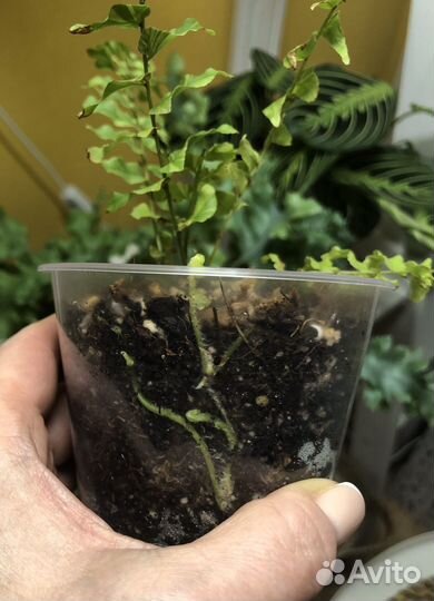 Комнатные растения