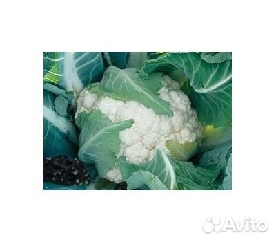 Цветная капуста
