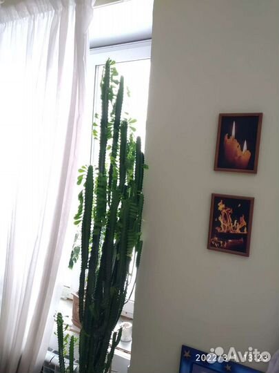 Кактус молочай