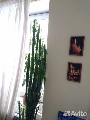 Кактус молочай