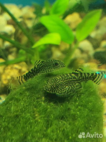 Псевдоскат Севилья