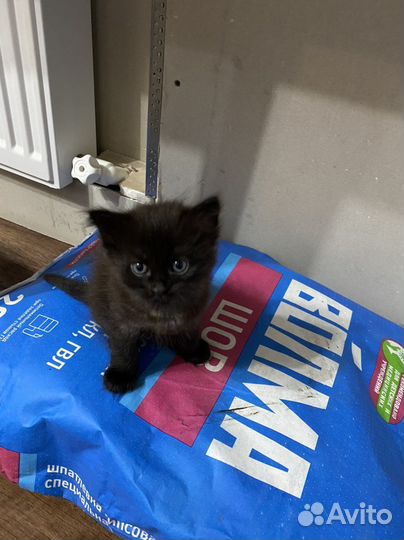 Отдам котенка в добрые руки