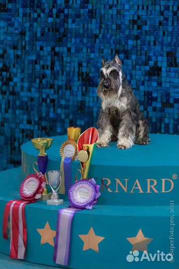 Цвергшнауцер для вязки