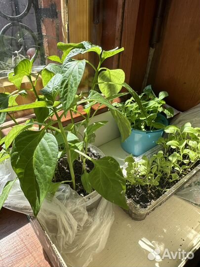 Рассада овощей