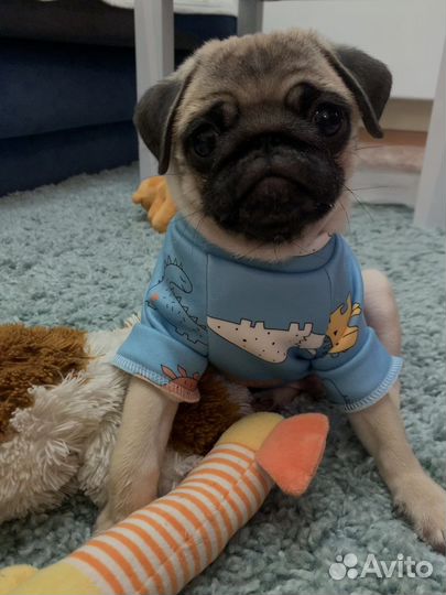 Кофта для собаки