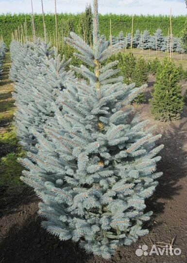 Ель голубая фат Альберт