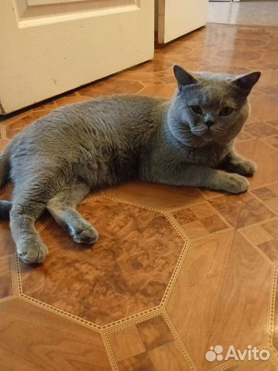 Британская