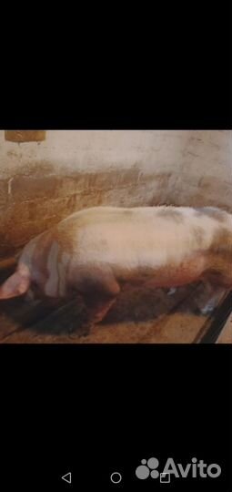 Поросята пьетрен