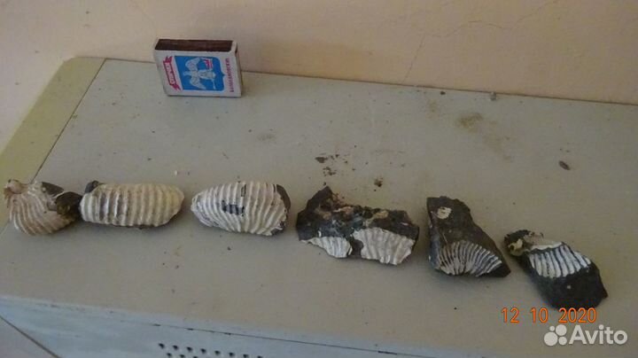 Окаменелости аммониты