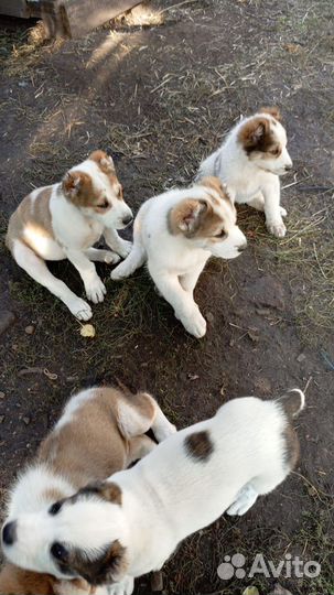 Продажа животных