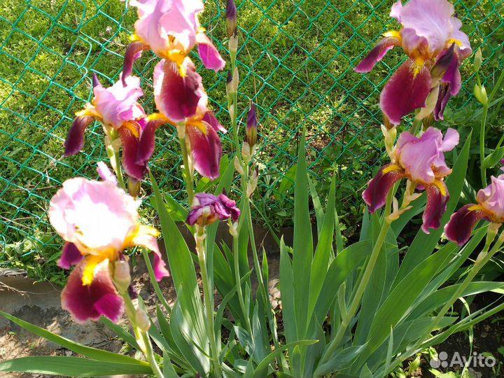 Ирисы разные, см.фотобородатый 