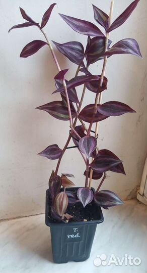 Традесканция зебрина